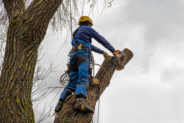 Professional Tree Removal in Gluckstadt, MS