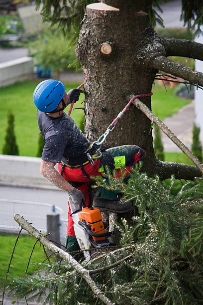 Best Lawn Dethatching  in Gluckstadt, MS