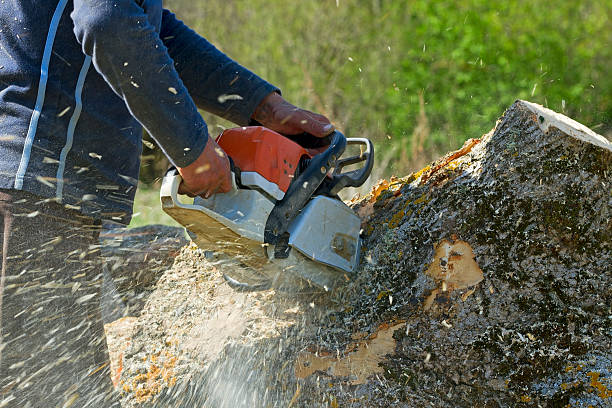 Best Tree Cabling and Bracing  in Gluckstadt, MS